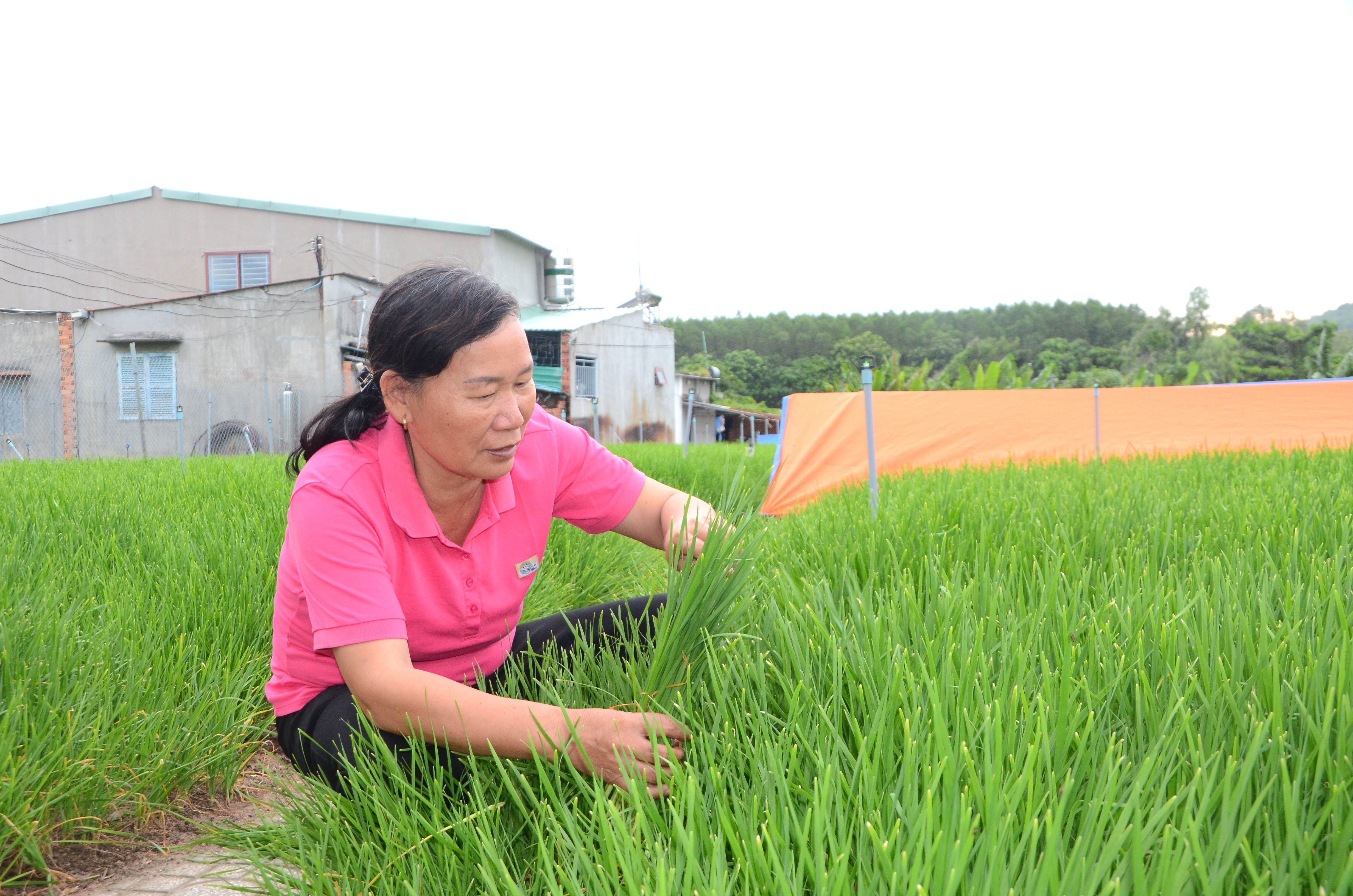 Những năm qua, bà Vũ Thị Huê đã lan tỏa mô hình trồng rau hẹ sạch, giúp nhiều hội viên phụ nữ, hộ gia đình ở khu phố Kim Sơn, phường Kim Dinh, TP. Bà Rịa có thu nhập ổn định.