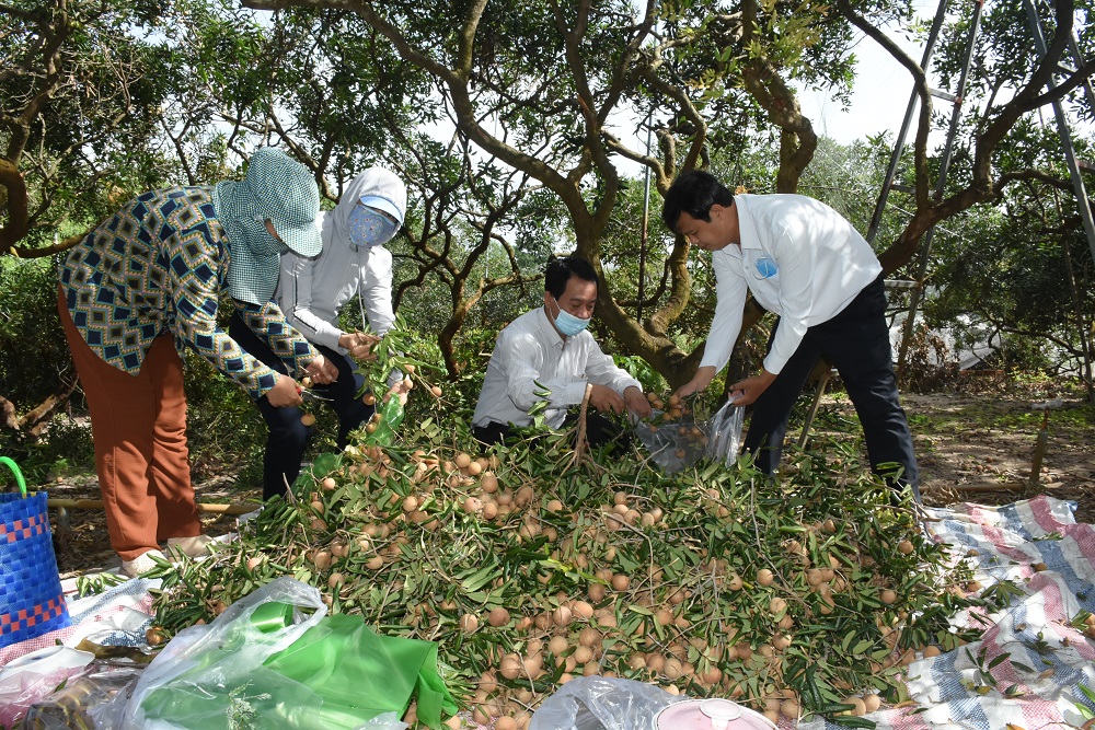 Hội nông dân cùng các đoàn thể chung tay thu hoạch nhãn do hội viên nông dân ủng hộ.
