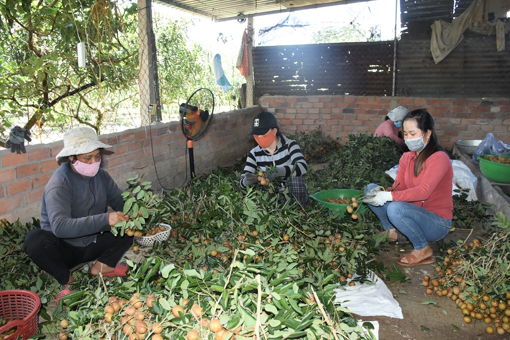 Thu hoạch nhãn tại xã Hòa Hiệp, huyện Xuyên Mộc.