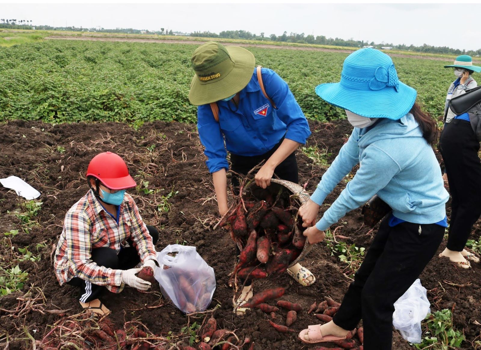 Đoàn viên, thanh niên hỗ trợ tiêu thụ nông sản tận vườn cho người dân tại xã Thạnh Hưng, huyện Giồng Riềng (Kiên Giang). Ảnh: TTXVN.