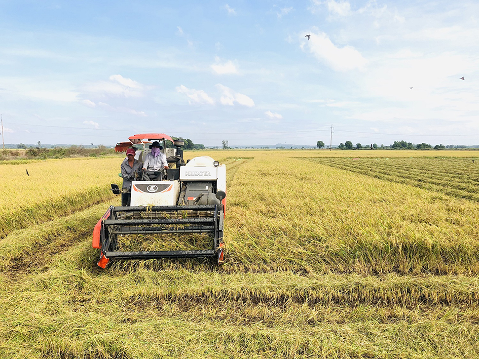 Ngành nông nghiệp tỉnh đã xây dựng lộ trình sản xuất trong điều kiện dịch bệnh COVID-19. Trong ảnh: Thu hoạch lúa tại xã An Nhứt, huyện Long Điền.