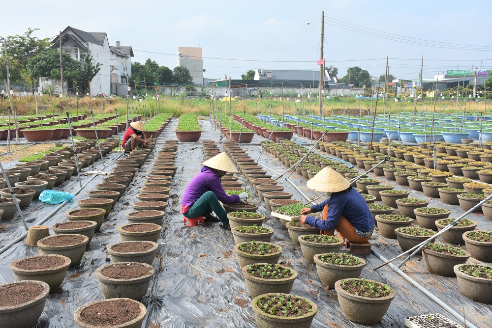 Nhiều hộ trồng hoa trên địa bàn tỉnh hiện đang xuống giống hoa cho thị trường tết. Trong ảnh: Người trồng hoa tại KP. Hải Dinh, phường Kim Dinh, TP. Bà Rịa.