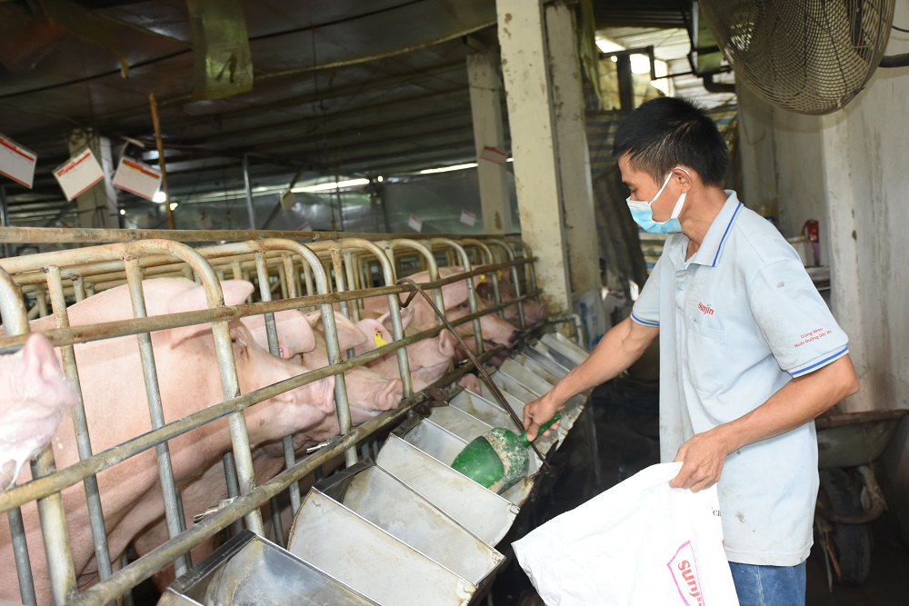 Giá heo hơi liên tục giảm mạnh khiến người chăn nuôi lỗ nặng. Trong ảnh: Trang trại chăn nuôi heo của ông Trần Tâm, xã Bình Ba, huyện Châu Đức.