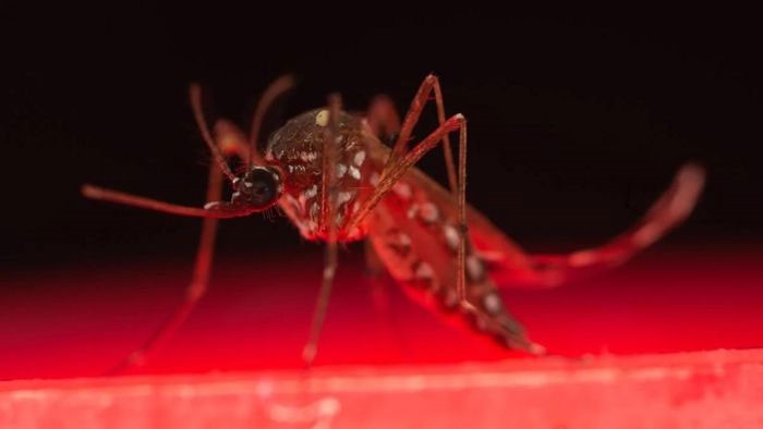 Muỗi vằn là tác nhân gây bệnh Zika, sốt vàng da, sốt xuất huyết và bệnh chikungunya.
