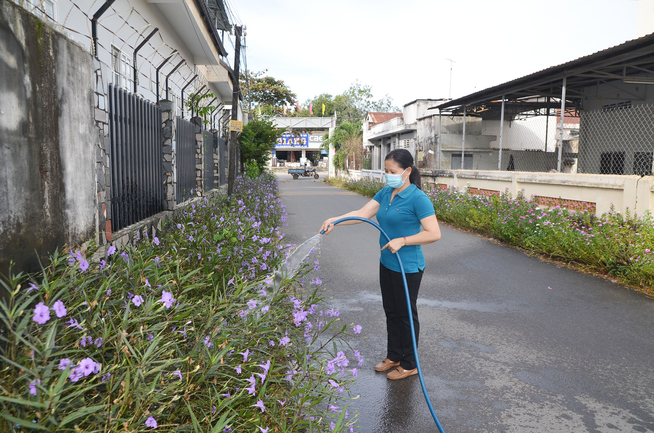 Người dân chăm sóc hoa hai bên đường Lý Tuệ, khu phố Hải Sơn, phường Phước Hòa, TX.Phú Mỹ.