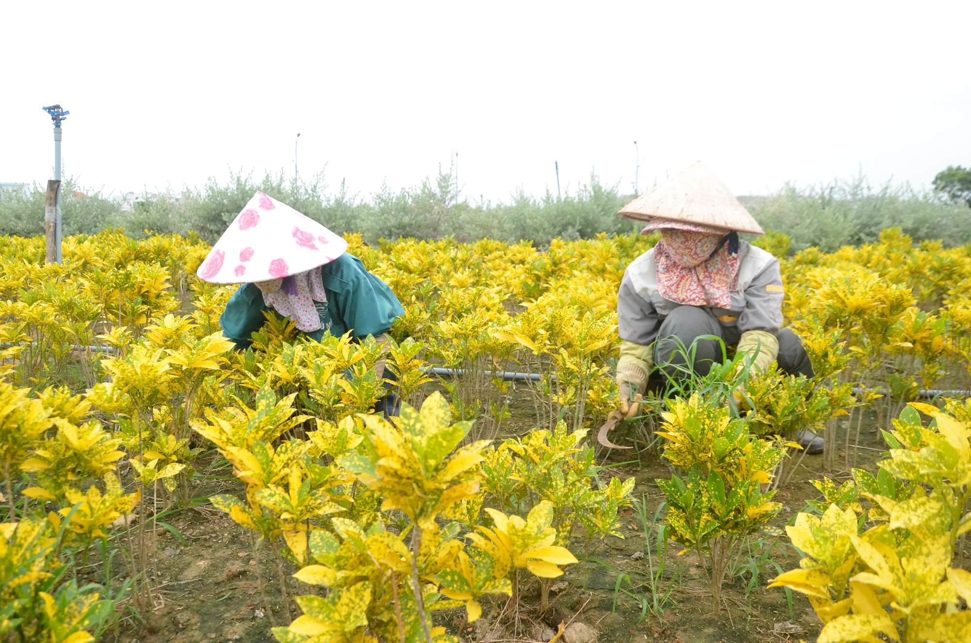 Công nhân chăm sóc cây xanh trong Công viên Bà Rịa.