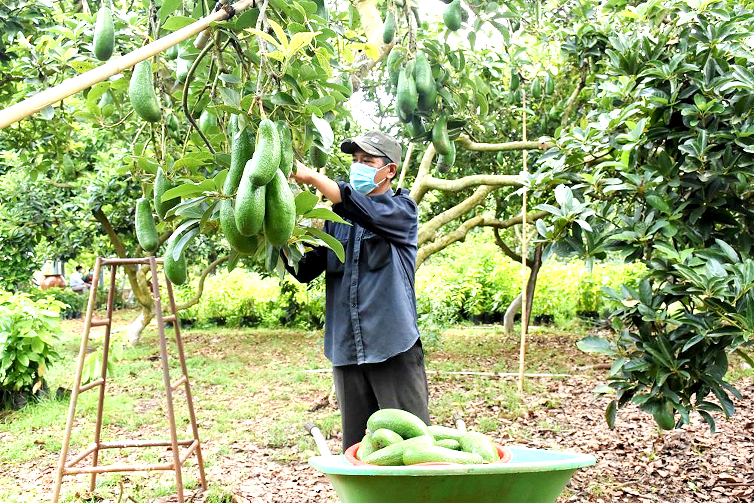 Nhiều mô hình kinh tế hiệu quả đã được triển khai nhằm nâng cao thu nhập cho người dân.  Trong ảnh: Mô hình trồng bơ tại xã Long Tân, huyện Đất Đỏ.