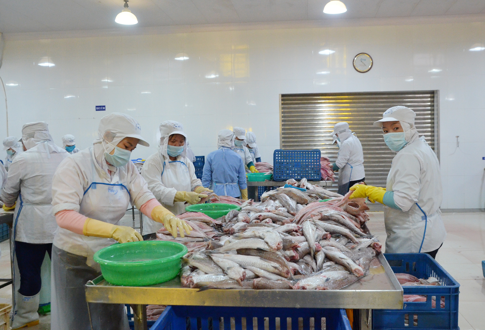 Công nhân Công ty TNHH Tứ Hải chế biến các sản phẩm thủy sản xuất khẩu tại xưởng.