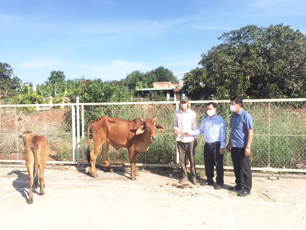 Trung tâm dạy nghề và hỗ trợ nông dân (Hội Nông dân tỉnh) trao bò giống cho hội viên nghèo xã Hòa Hưng, huyện Xuyên Mộc.