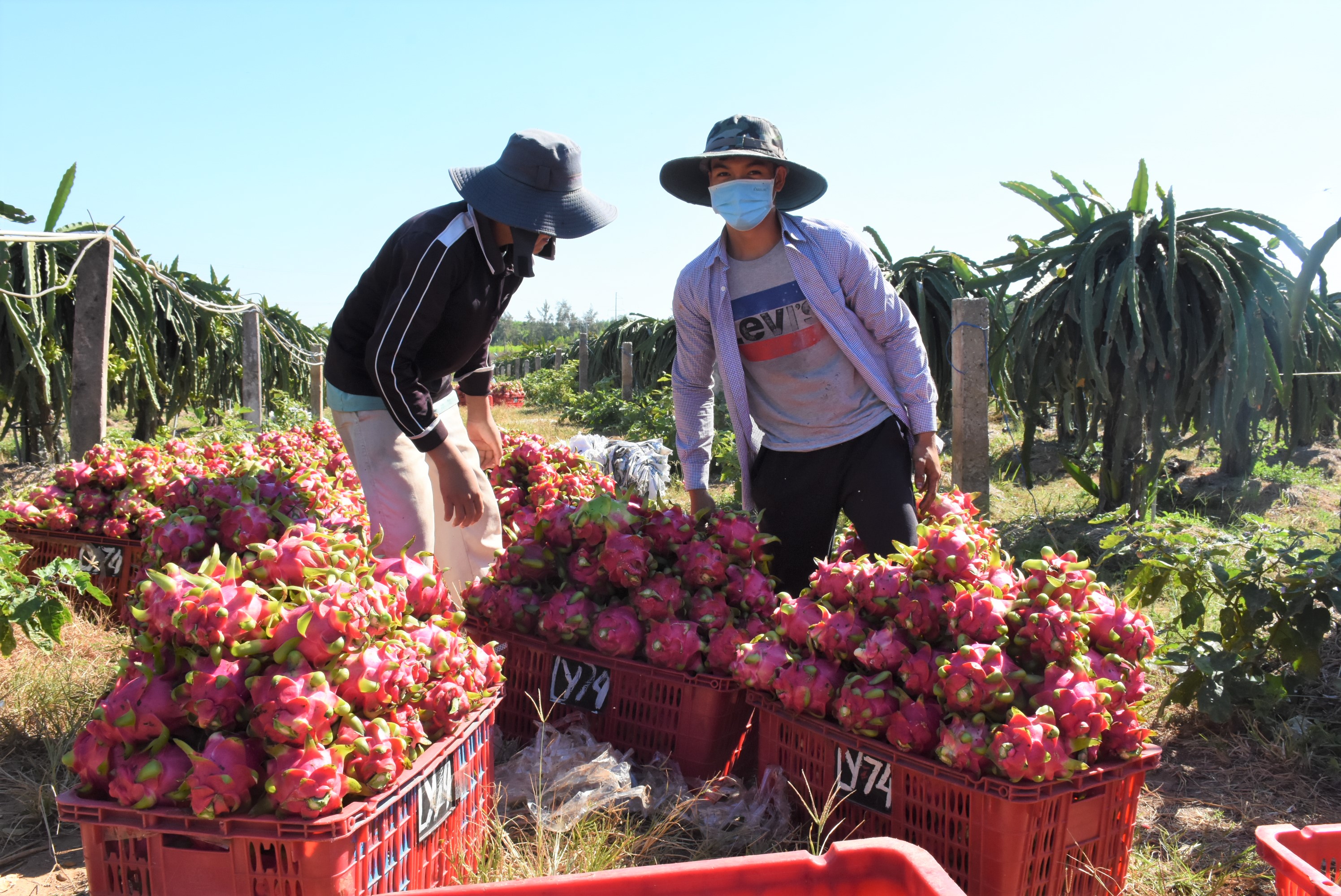 Một tuần trở lại đây, giá thanh long trên địa bàn tỉnh giảm sâu khiến nông dân lo lắng. Trong ảnh: Thu hoạch thanh long tại xã Bưng Riềng, huyện Xuyên Mộc.