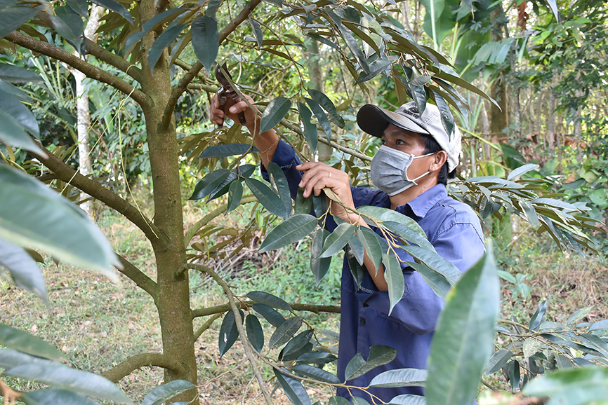 Anh Nguyễn Duy Đức (ấp Liên Sơn, xã Xà Bang, huyện Châu Đức) chăm sóc vườn cây ăn trái của gia đình.