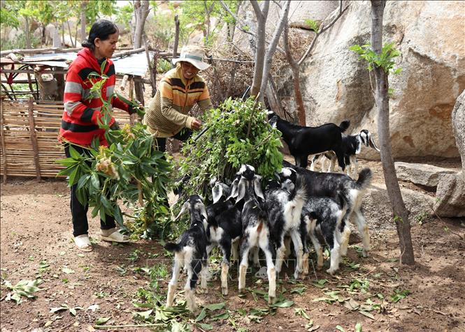 Mô hình nuôi dê kết hợp nhận khoán bảo vệ rừng giúp nhiều hộ đồng bào Chăm ở xã Phước Nam (huyện Thuận Nam, Ninh Thuận) vươn lên thoát nghèo. Ảnh minh họa: TTXVN