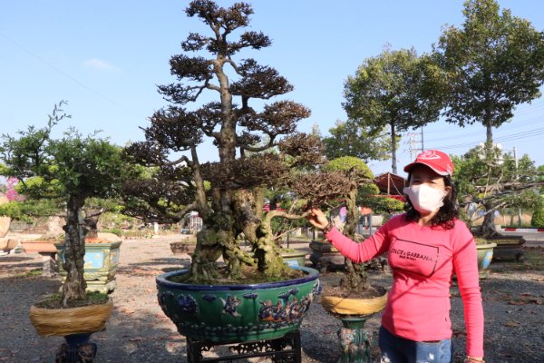 Bà Võ Thị Thanh Tâm, nhà vườn đến từ TP. Hồ Chí Minh giới thiệu một cây bonsai độc đáo tại triển lãm.