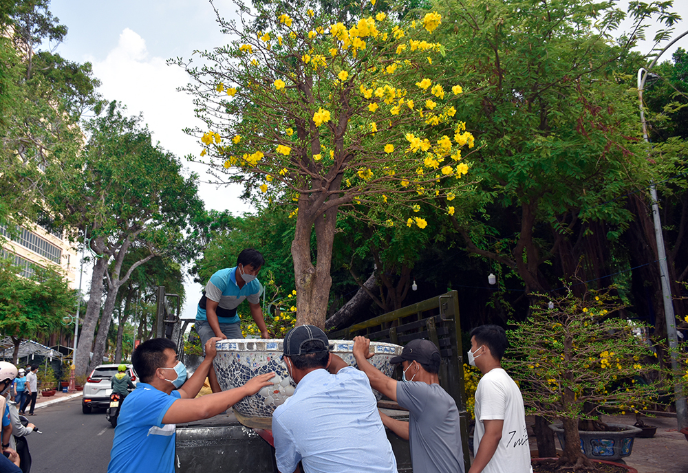 Một cây mai rực rỡ sắc vàng được người dân 