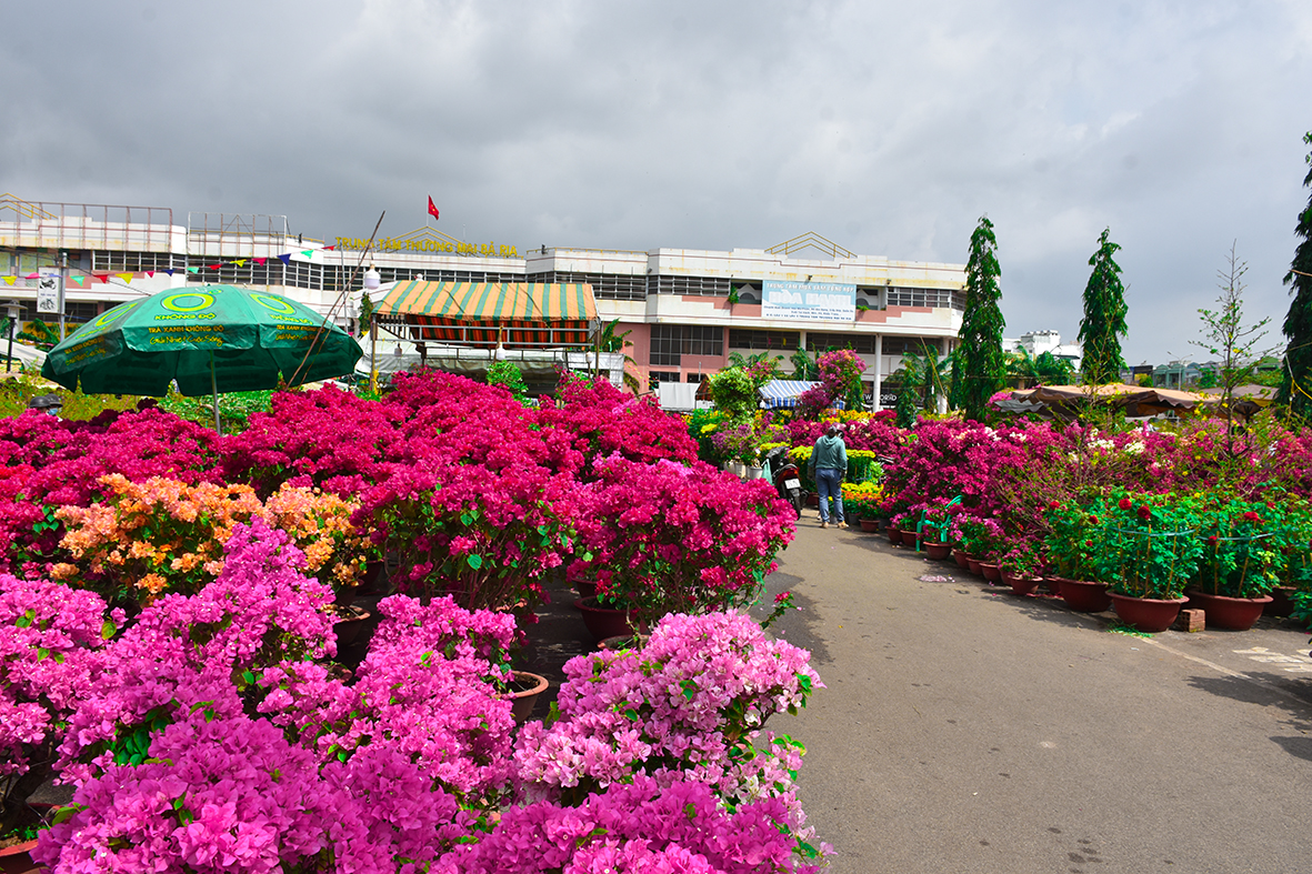 Chợ hoa Bà Rịa với đủ các loại cây kiểng, hoa rực rỡ sắc màu để người dân lựa chọn.