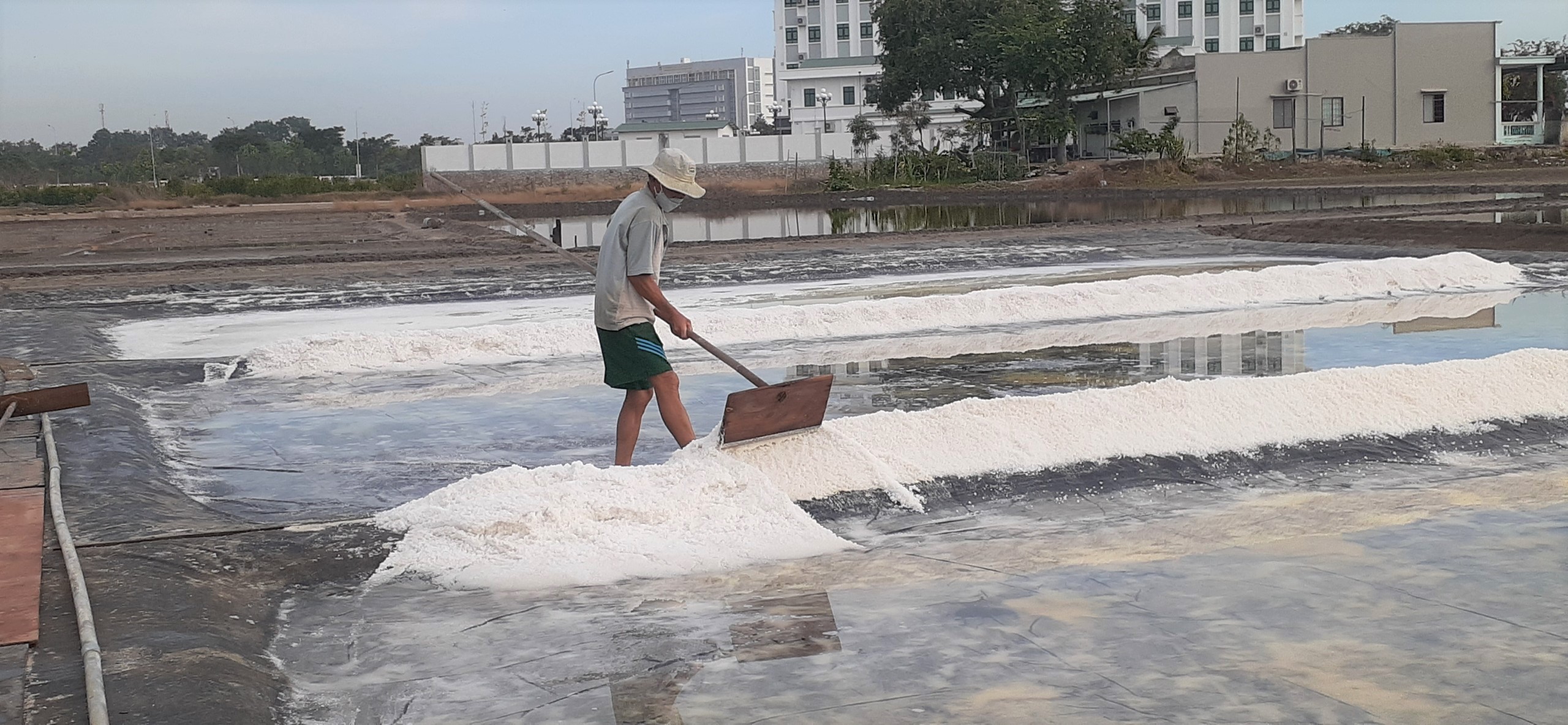 Giá muối thấp, trong khi chi phí đầu tư ngày một tăng khiến nhiều diêm dân không còn mặn mà với nghề làm muối. Trong ảnh: Thu hoạch muối tại xã An Ngãi, huyện Long Điền.