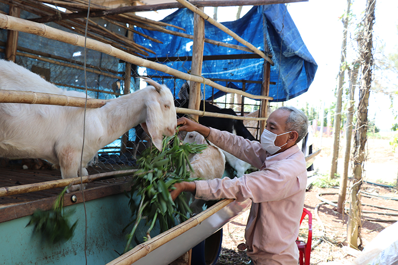 Ông Lê Văn Hanh bên những con dê béo mượt được phát triển từ cặp dê do UBMTTQVN xã cấp kinh phí mua.