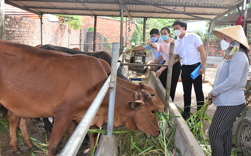 Hội LHPN xã Bình Trung phối hợp với chính quyền địa phương tham quan mô hình nuôi bò sinh sản của gia đình chị Hồ Thị Bích Ngọc.