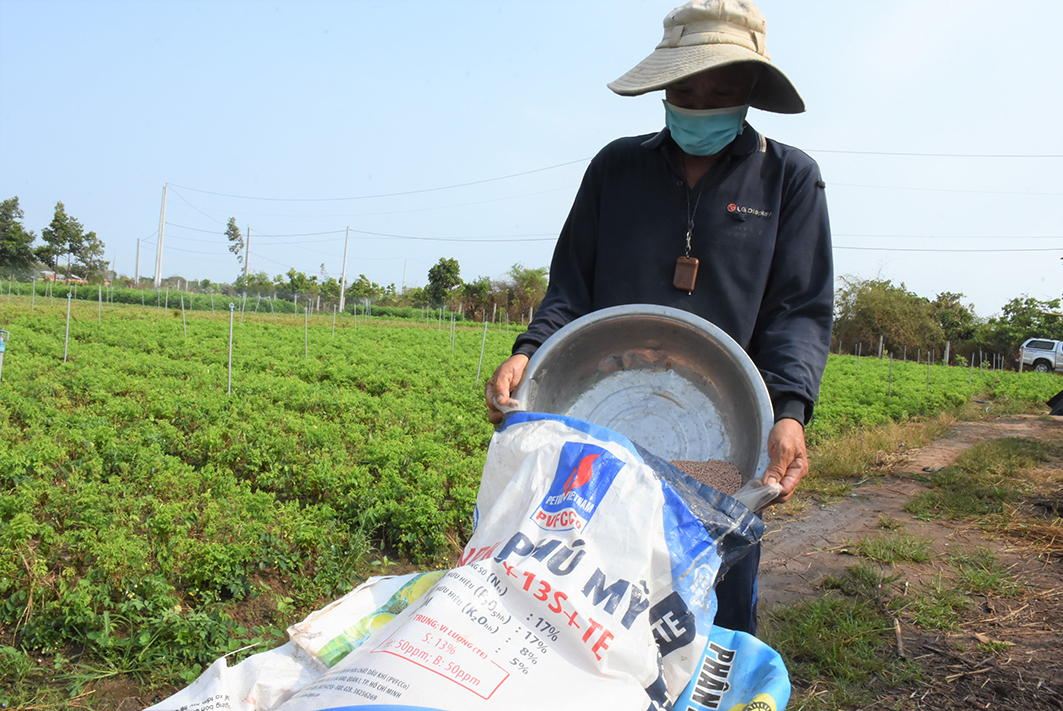 Lợi nhuận sau thu hoạch của gia đình ông Nguyễn Văn Du, ấp Sông Cầu, xã Nghĩa Thành, huyện Châu Đức giảm một nửa so với trước do giá phân bón tăng cao.