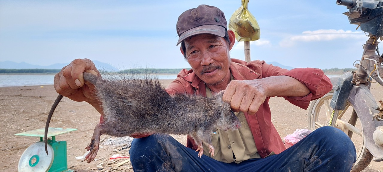 Chú chuột cống nhum chiến lợi phẩm trong bàn tay 
