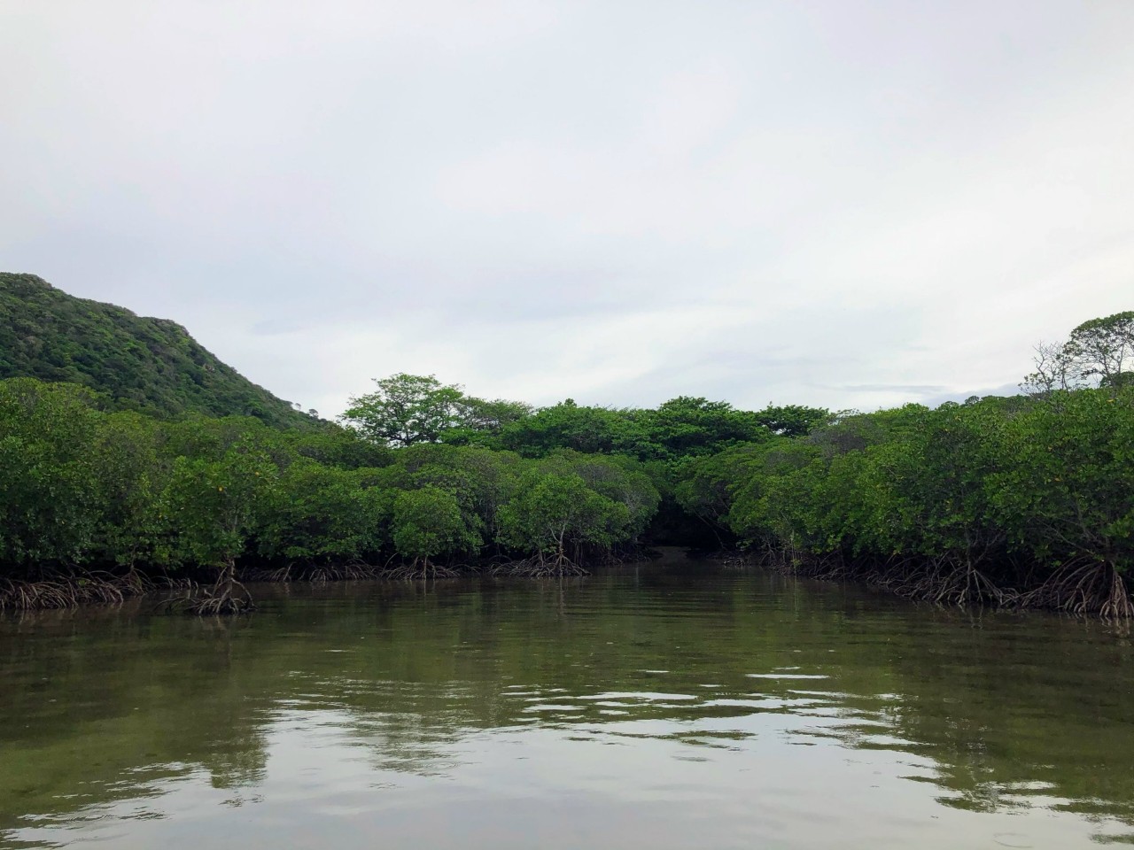 Khu rừng ngập mặt tại hòn Bảy Cạnh thuộc khu Ramsar Vườn Quốc gia Côn Đảo.