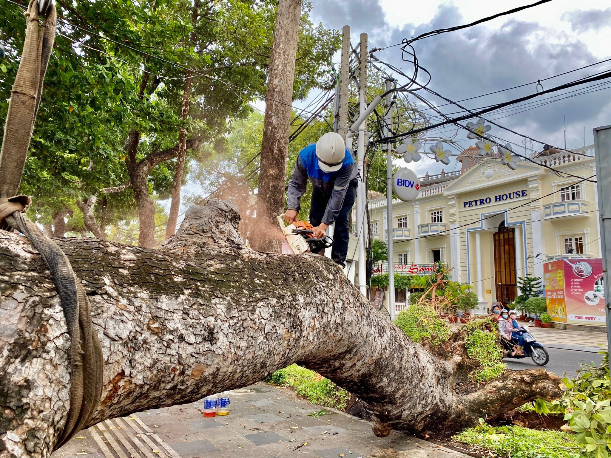 Cây cổ thụ ngã đổ trên đường Trần Hưng Đạo, TP. Vũng Tàu tháng 6/2021.