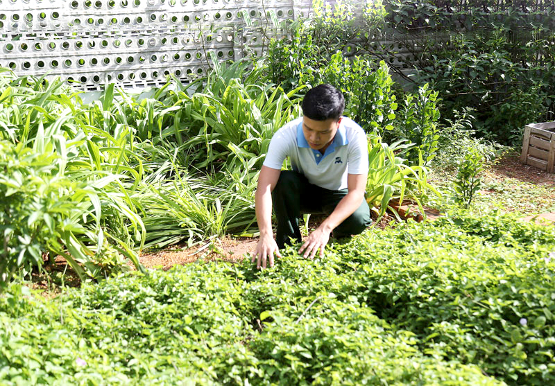 Chăm sóc vườn cây thuốc Nam trên đảo Trường Sa lớn.
