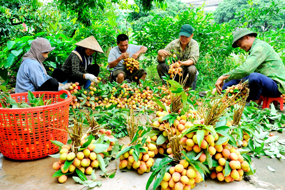 Năm nay, huyện Thanh Hà, tỉnh Hải Dương có khoảng 1.600 ha vải sớm (chủ yếu ở các xã khu Hà Đông), sản lượng ước đạt hơn 25.000 tấn, tương đương năm ngoái.