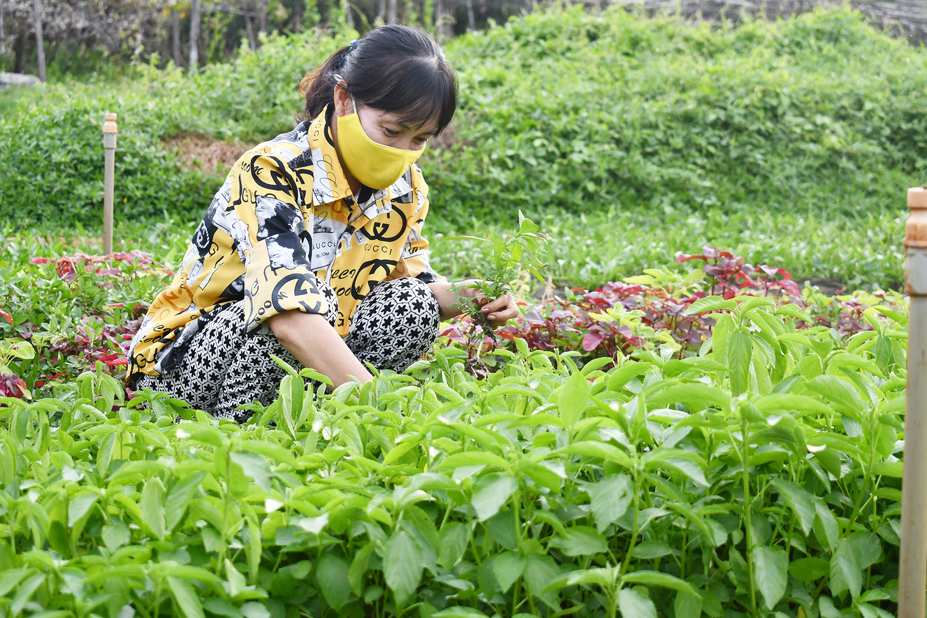 Chị Nguyễn Kim Quế (ngụ 47, Phạm Cự Lạng, phường Rạch Dừa) đã được Ủy ban MTTQ Việt Nam phường Rạch Dừa, TP. Vũng Tàu hỗ trợ 6 triệu đồng tạo sinh kế làm ăn vươn lên để thoát nghèo.