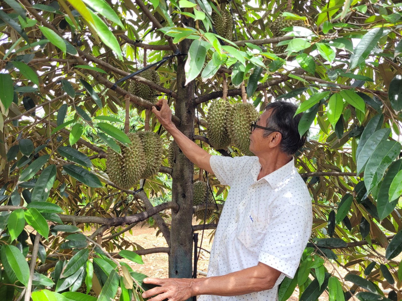 Dù mới đầu vụ, nhiều loại trái cây hè đã không được giá như mọi năm.  Trong ảnh: Vườn sầu riêng của ông Nguyễn Hữu Đào (xã Kim Long, huyện Châu Đức).