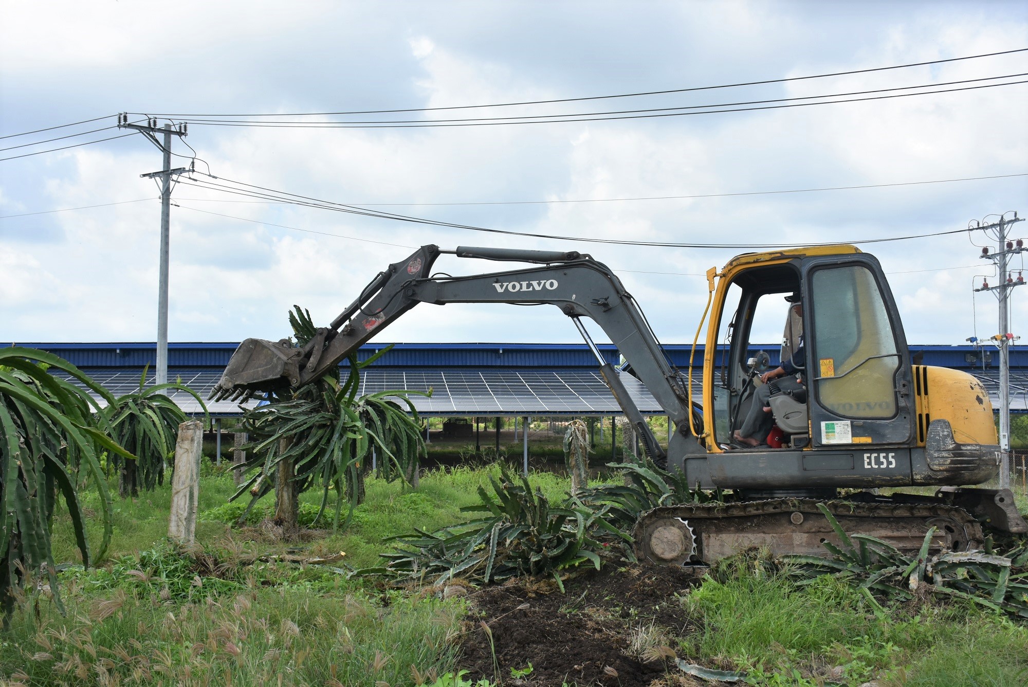 Ông Nguyễn Bá Phước (ấp 2, xã Bưng Riềng, huyện Xuyên Mộc) quyết định phá bỏ vườn thanh long do thua lỗ nặng.