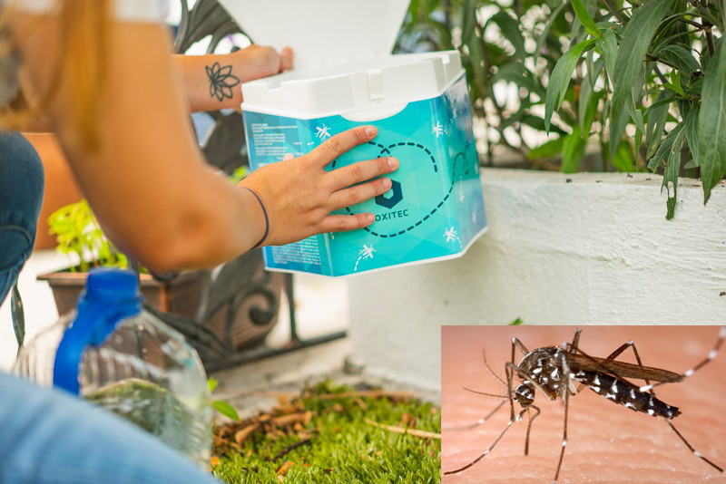 Thùng đựng trứng muỗi đã biến đổi gien đang được thả ra môi trường tự nhiên (ảnh nhỏ) Muỗi Aedes aegypti, thủ phạm của bệnh Zika, sốt vàng da, SXH.