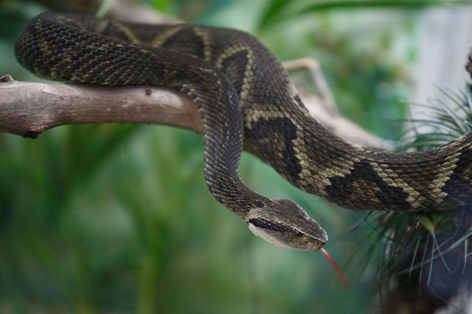 Rắn viper Bothrops jararaca.