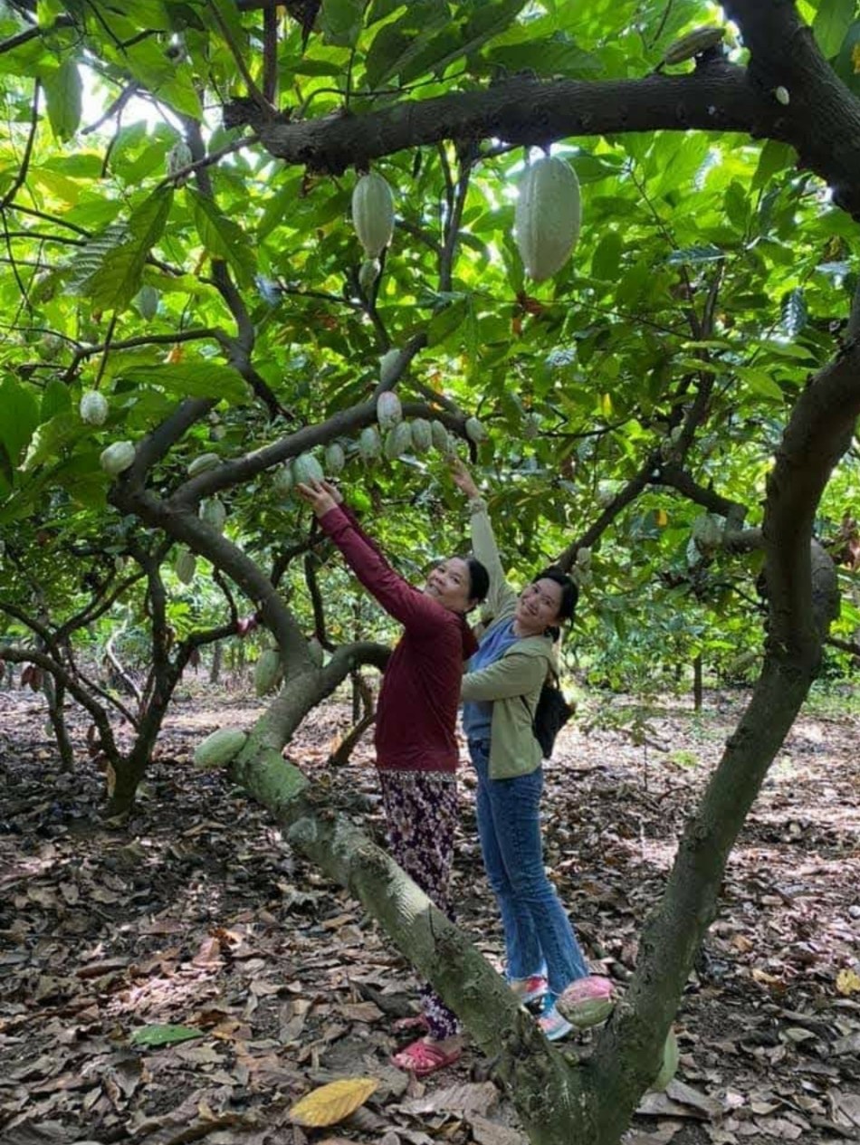 Trên địa bàn huyện Châu Đức hiện có khoảng 650ha trồng ca cao, tập trung chủ yếu tại các xã Xà Bang, Kim Long, Quảng Thành, Láng Lớn…