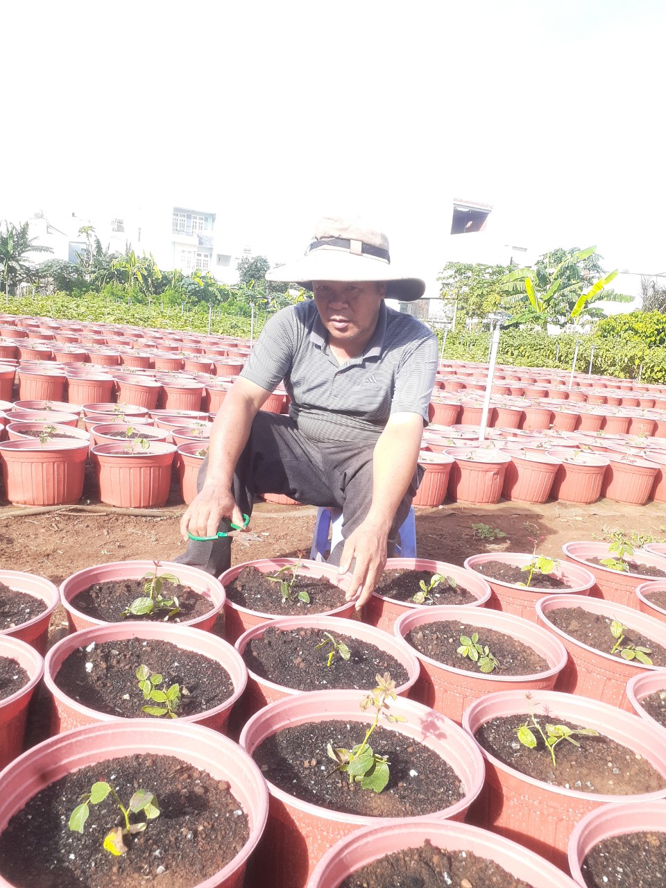 Ông Lê Công Hoan chăm sóc hoa hồng.