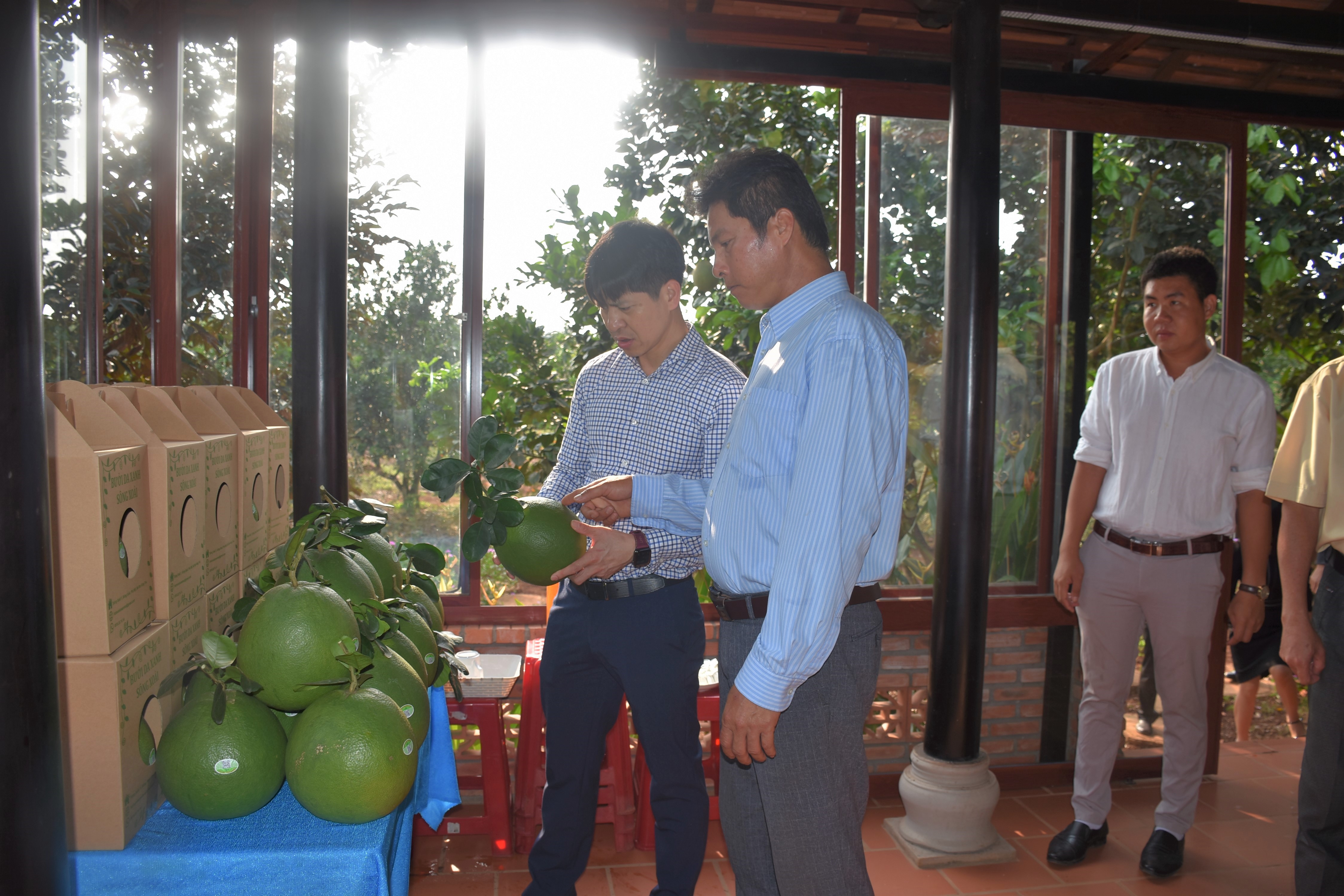 Đoàn thẩm định NTM Trung ương thăm HTX trồng bưởi da xanh xã Sông Xoài, TX. Phú Mỹ