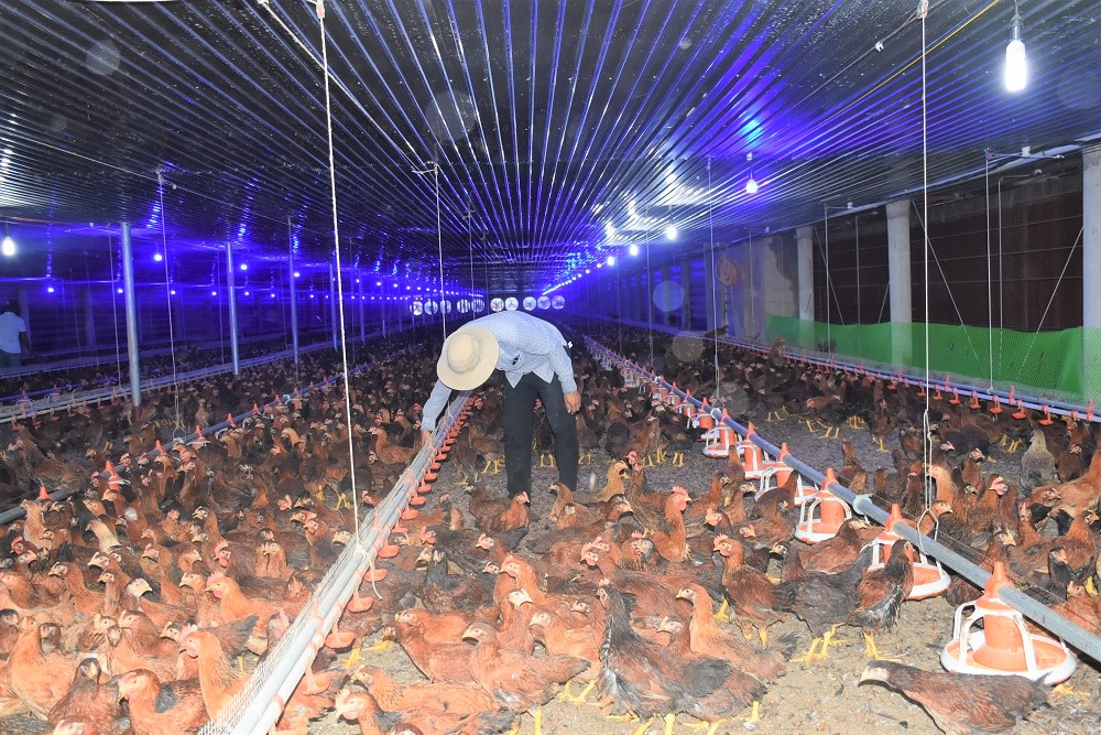 Mô hình chăn nuôi gà công nghệ cao của Công ty TNHH Đầu tư phát triển Đông Nam Toàn Cầu (huyện Châu Đức) .