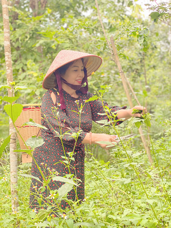 Bà Lê Thị Nga, Chủ nhân của Suối Rao Ecolodge hái cây xuyến chi trong vườn về chế biến món ăn cho khách du lịch