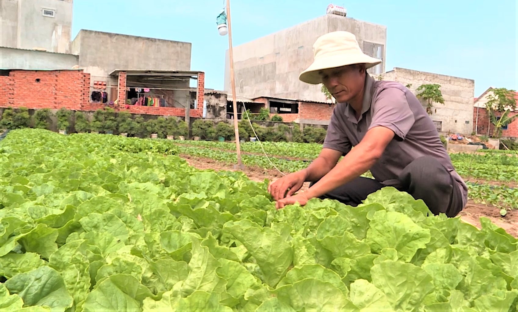 6 tháng đầu năm, tổng giá trị sản xuất nông, lâm, ngư nghiệp trên địa bàn huyện Long Điền đạt hơn 273 tỷ đồng. Trong ảnh: Thành viên HTX rau an toàn Thắng Lợi (xã Phước Hưng, huyện Long Điền) chăm sóc rau.