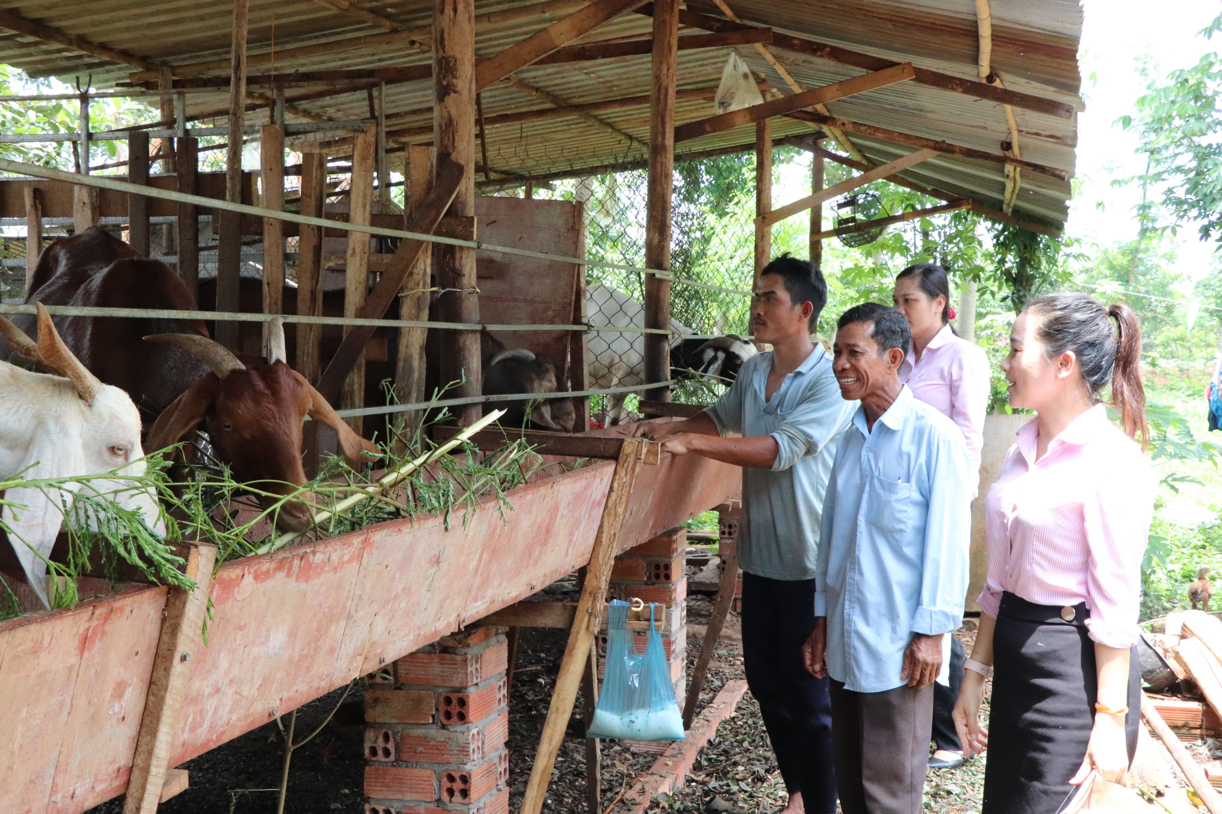 Nhờ được hỗ trợ vốn từ Ngân hàng Chính sách xã hội, gia đình ông Đào Văn Hoàng, ở thôn Lồ Ồ, xã Đá Bạc, huyện Châu Đức có thu nhập gần 100 triệu đồng từ chăn nuôi bò sinh sản và nuôi dê.