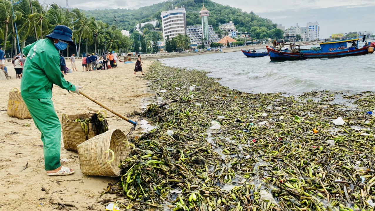 Công ty CP Dịch vụ môi trường và Công trình đô thị Vũng Tàu huy động 30 công nhânthu gom rác đại dương trôi dạt vào bờ biển Vũng Tàu. 