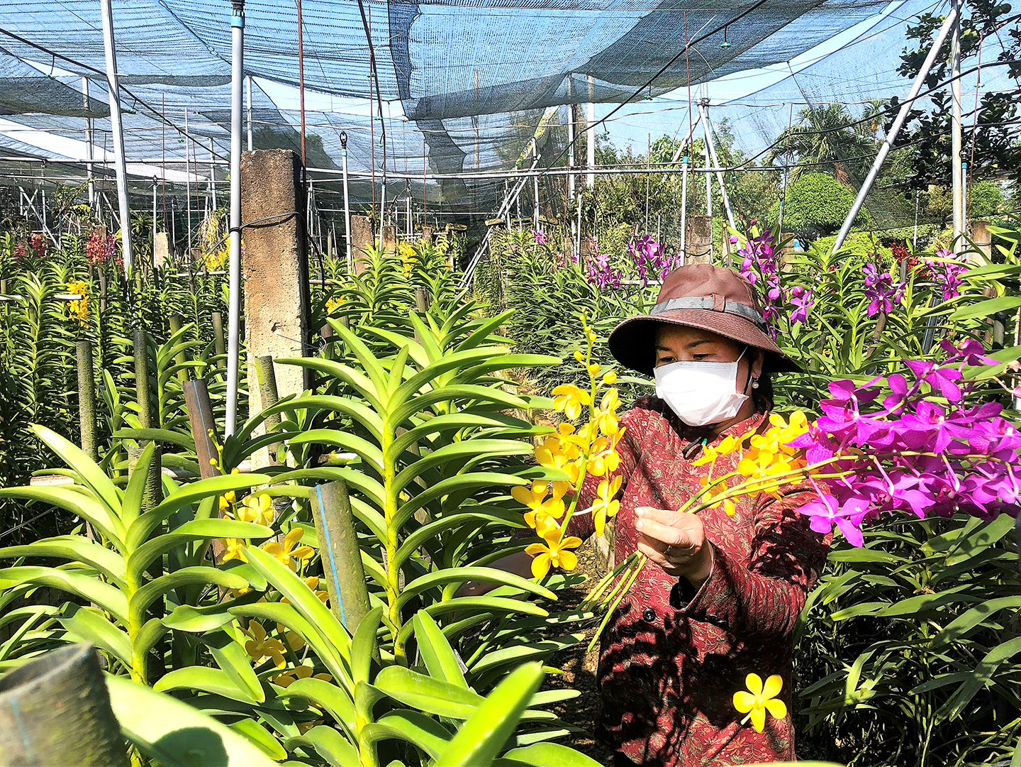Việc thực hiện một số tiêu chí xã nông thôn mới nâng cao còn gặp khó khăn.  Trong ảnh: Mô hình trồng hoa lan tại xã Láng Lớn, huyện Châu Đức.