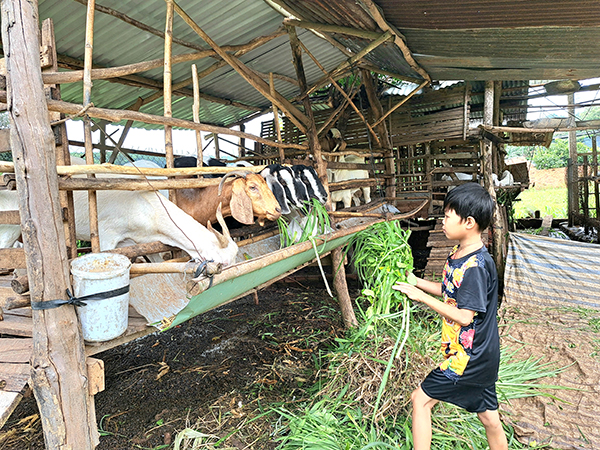 Em Nguyễn Minh Tân (SN 2012, ngụ ấp Bình Mỹ, xã Bình Ba, huyện Châu Đức) phụ mẹ chăm sóc đàn dê.