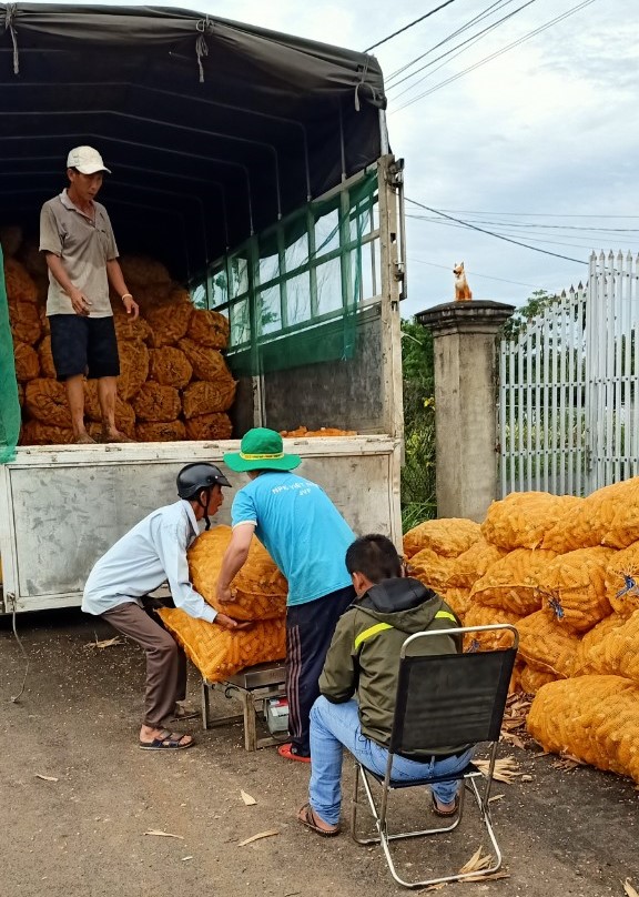 Bắp vừa hái xong, Công ty đã cân ngay tại vườn, nông dân yên tâm vì đã có đầu ra ổn định.