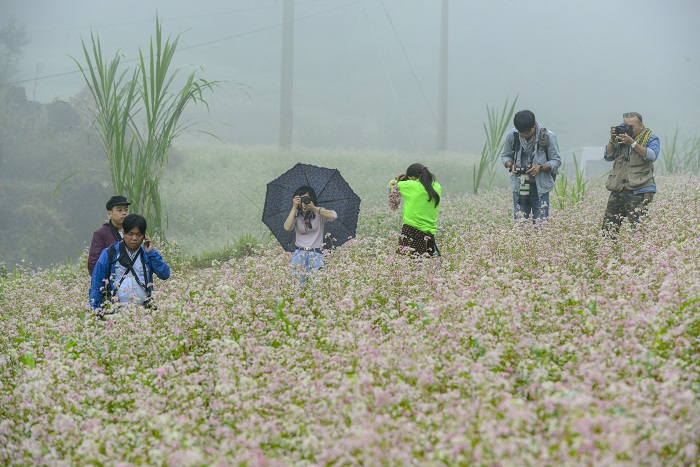 Đến Hà Giang trải nghiệm Lễ hội hoa tam giác mạch
