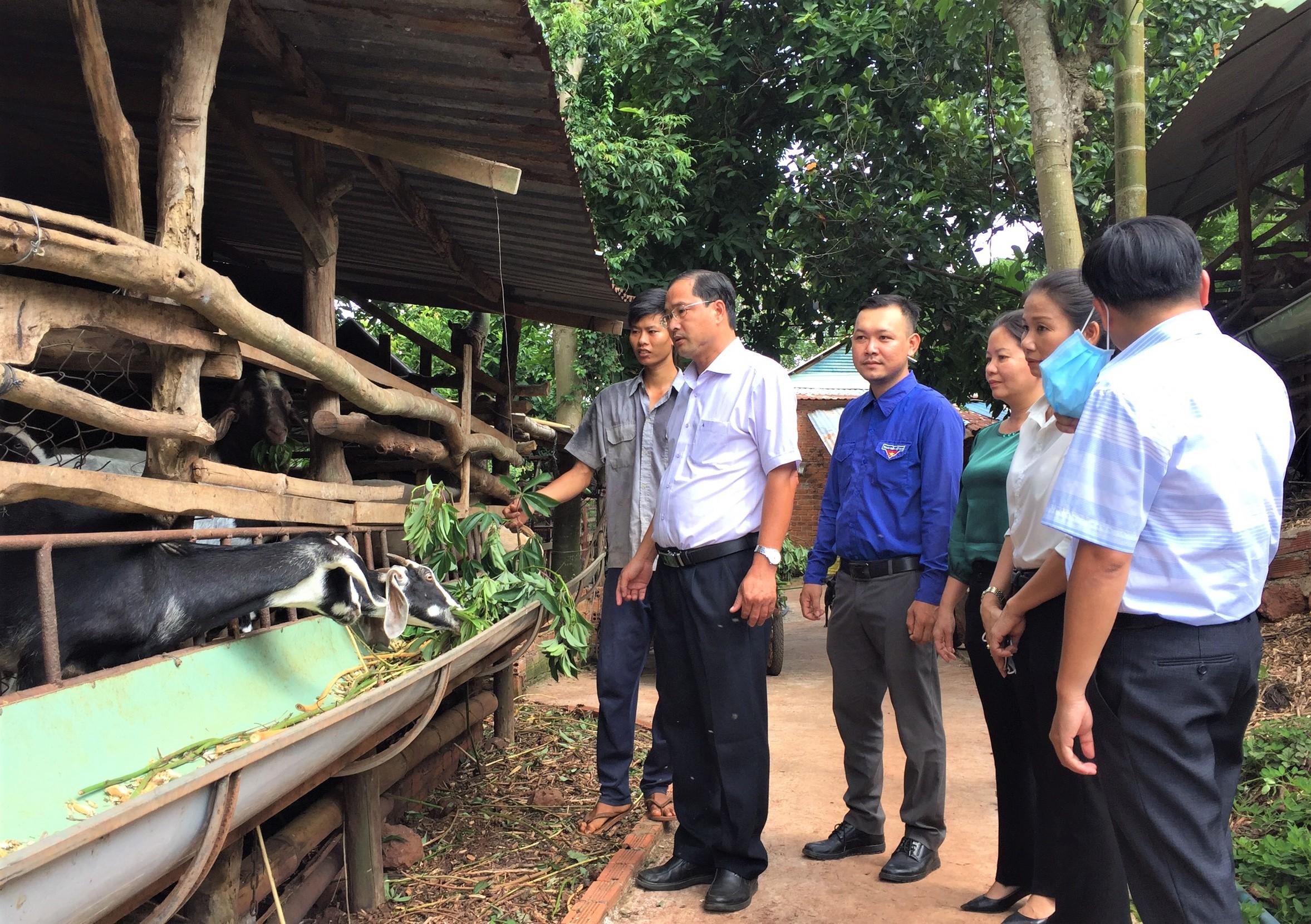 Ông Nguyễn Tấn Bản, Phó Bí thư Huyện ủy, Chủ tịch UBND huyện Châu Đức khảo mô hình  chăn nuôi dê hỗ trợ thanh niên xã Kim Long khởi nghiệp của đảng viên Huỳnh Trung Tấn  (thôn Hoàng Long, xã Kim Long, huyện Châu Đức).