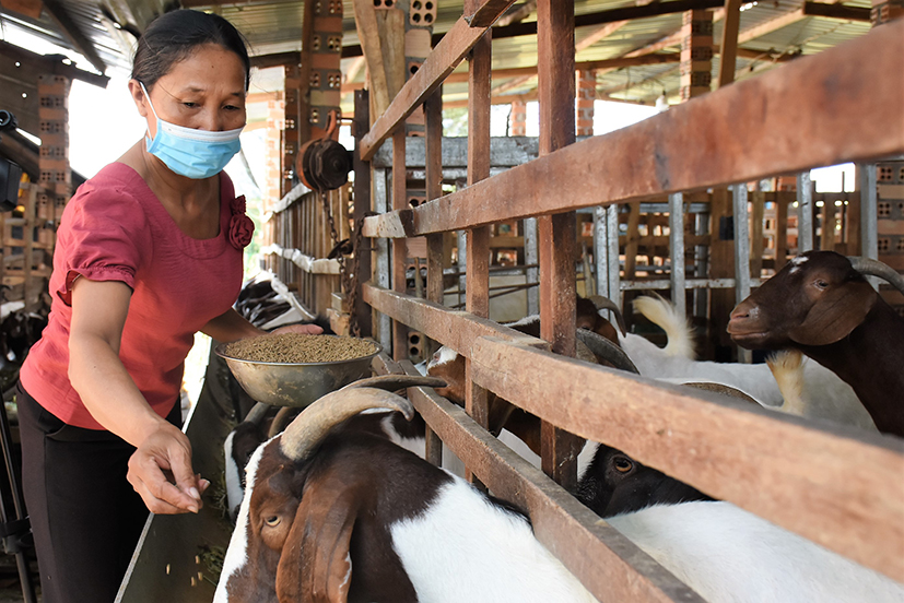 Từ nguồn vốn Quỹ hỗ trợ nông dân, bà Nguyễn Thị Nga (huyện Xuyên Mộc) đã vươn lên phát triển kinh tế, làm giàu chính đáng.