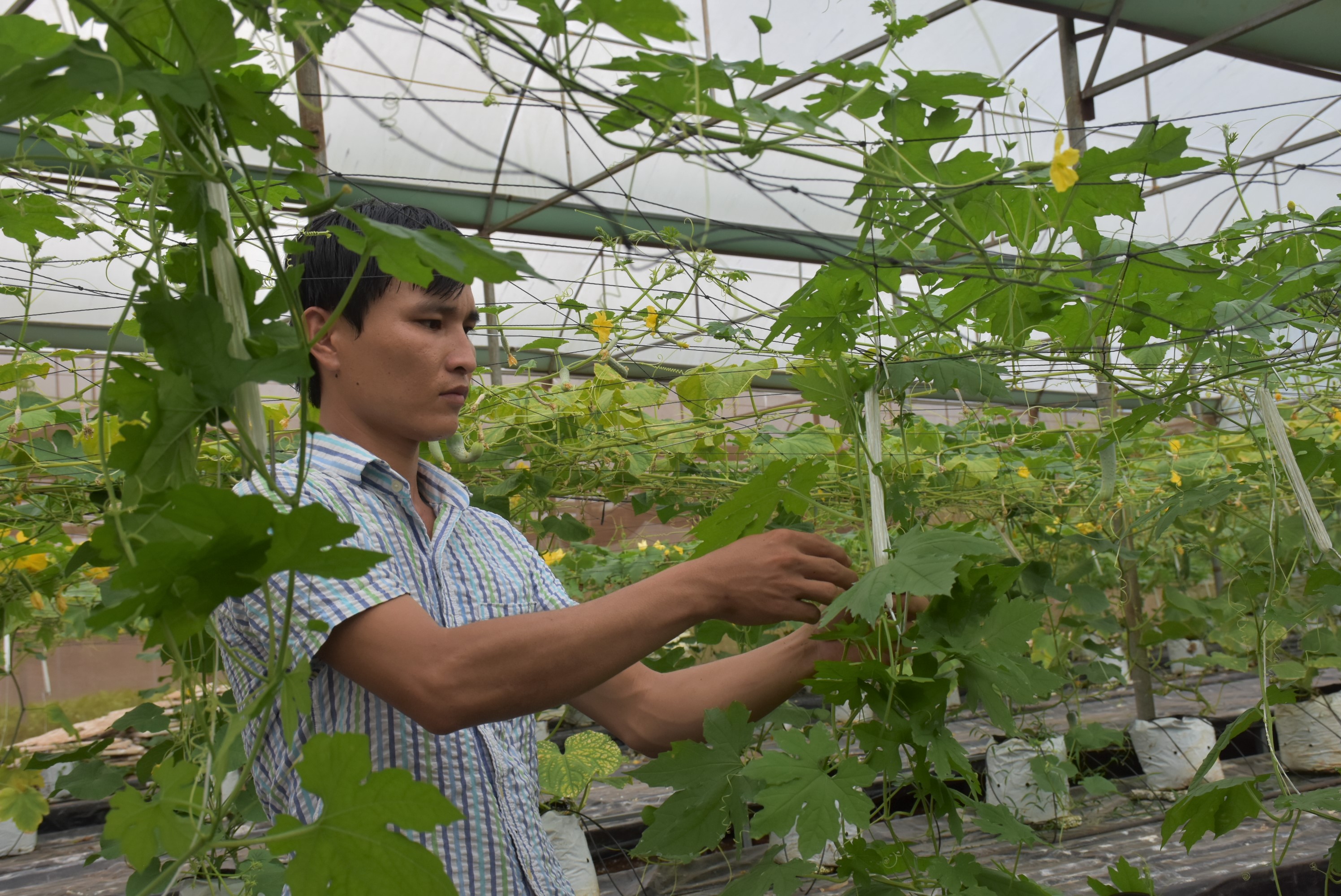 Phân khu chức năng vùng sản xuất NNUDCNC Châu Đức hình thành sẽ góp phần giúp ngành nông nghiệp phát triển bền vững. Trong ảnh: Mô hình trồng rau NNCNC của cơ sở Vương Huy (xã Xà Bang, huyện Châu Đức).