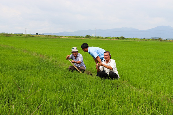 Nông dân xã An Nhứt trên cánh đồng vụ lúa Mùa 2022.