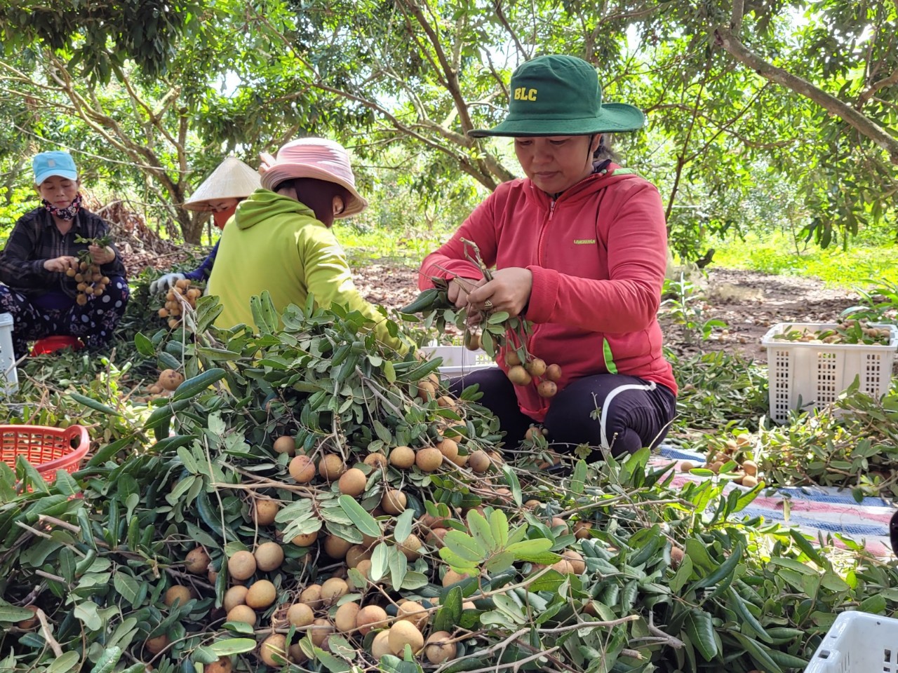 Cần tạo điều kiện để các hợp tác xã phát triển, tạo sự linh hoạt trong tổ chức và quản lý hoạt động. Trong ảnh: Thu hoạch nhãn tại HTX Nông nghiệp-Dịch vụ Nhân Tâm (huyện Xuyên Mộc). Ảnh: THANH NGA